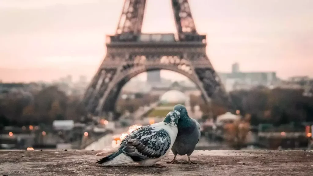 lovebirds at eiffel tower
