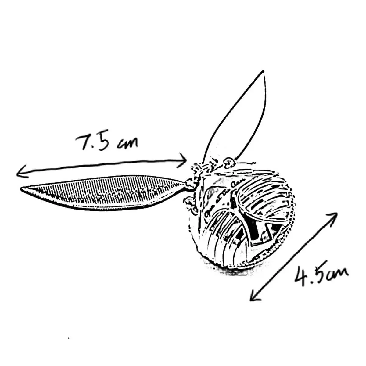 golden snitch ring box version 2 dimensions